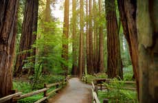 Excursão a Muir Woods e Sausalito